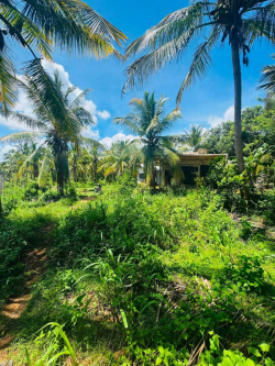 Sall