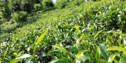 සේල්