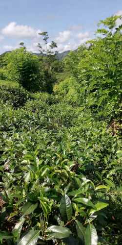 සේල්